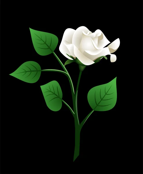 Vector illustration of white rose with stem — Vetor de Stock