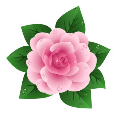 Vector illustration of pink camellia clipart