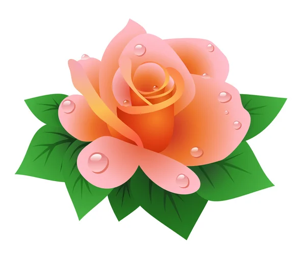 Vector illustration of hybrid tea rose — Stock Vector