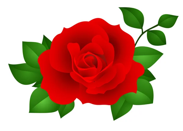 Rosa rossa isolata su fondo bianco. Illustrazione vettoriale . — Vettoriale Stock