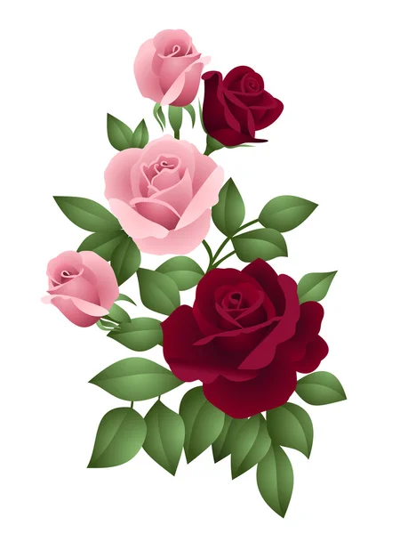 Vector illustration of pink and burgundy roses — Archivo Imágenes Vectoriales