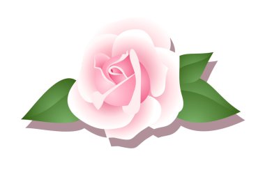 Pink rose isolated on a white background. Vector illustration.