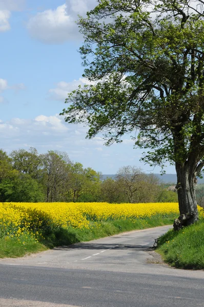 stock image Contryside road in Bois Jerome Saint Ouen