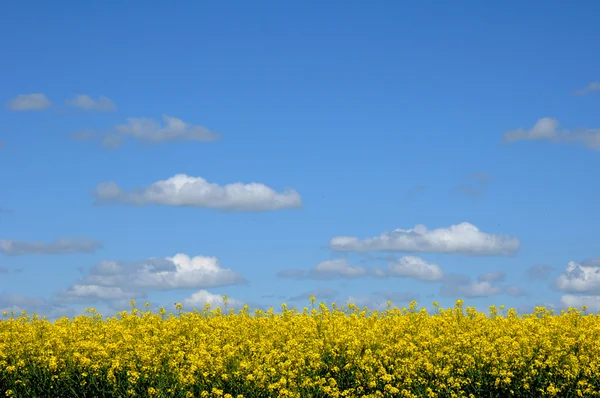France, a field of rape in spring — Stock Photo, Image