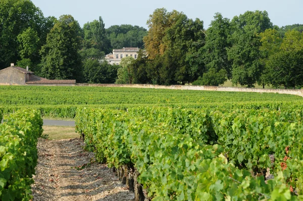 Francie, vinice sauternais v létě — Stock fotografie