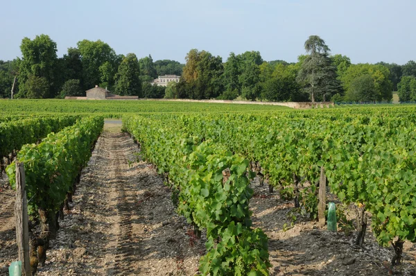 De wijngaard van sauternais in de zomer — Stockfoto