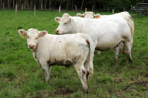 Francie, krávy na louce v les yvelines — Stock fotografie