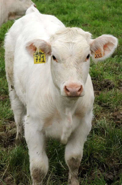 Francia, vacas en un prado en Les Yvelines —  Fotos de Stock