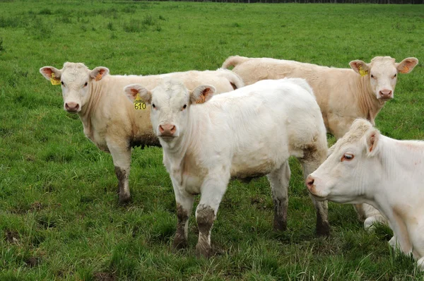 Frankreich, Kühe auf einer Weide in les yvelines — Stockfoto