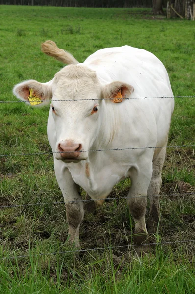 Francia, vacas en un prado en Les Yvelines —  Fotos de Stock