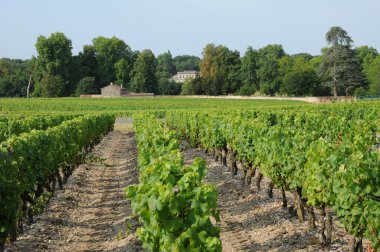 The vineyard of Sauternais in summer clipart