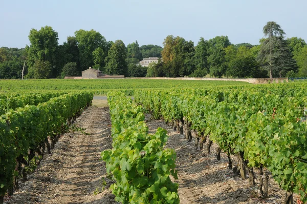The vineyard of Sauternais in summer — Stock Photo, Image
