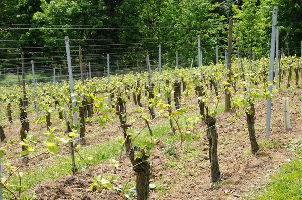 Frankrike, vinfält kintzheim i alsace — Stockfoto