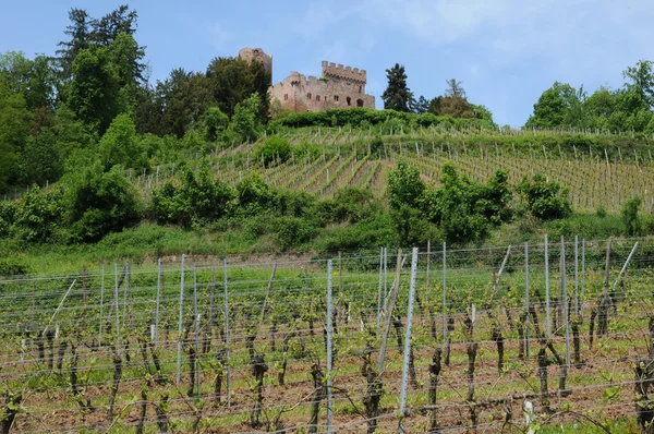 stock image The castle of Kintzheim in Alsace