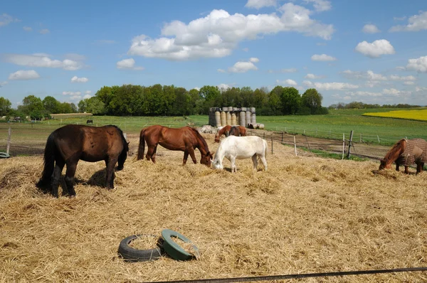Franciaország, lovak mezőben lévő Boisemont — Stock Fotó