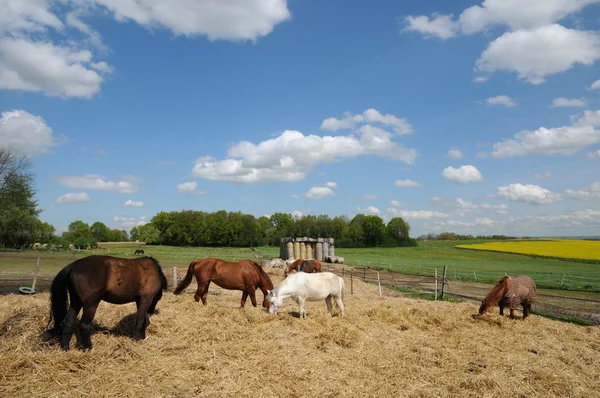 Frankrike, hästar i ett fält i boisemont — Stockfoto