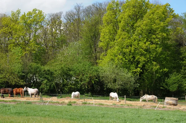 Fransa, boisemont alanında atlar — Stok fotoğraf