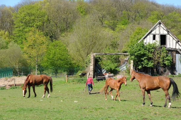 Francie, koně v poli boisemont — Stock fotografie
