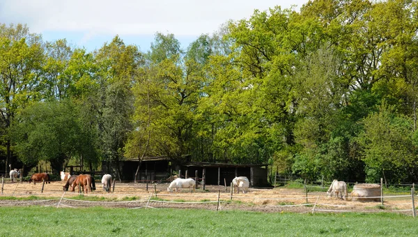 Francie, koně v poli boisemont — Stock fotografie