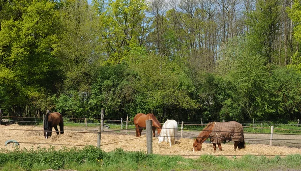 Frankrike, hästar i ett fält i boisemont — Stockfoto