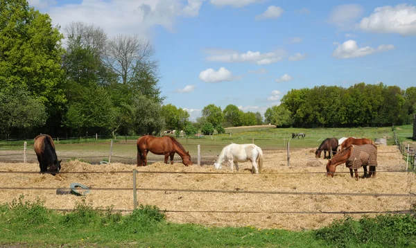 Francja, konie w polu w boisemont — Zdjęcie stockowe