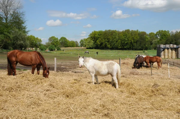 फ्रांस, बोइसोंट में एक क्षेत्र में घोड़े — स्टॉक फ़ोटो, इमेज
