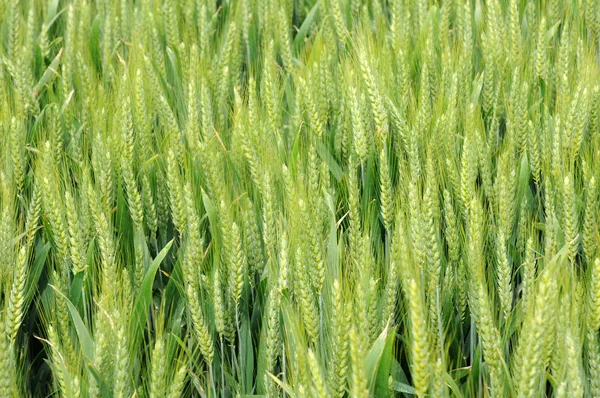 Pšeničné pole ve Francii — Stock fotografie