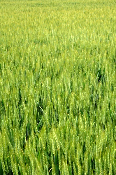 Pole pszenicy we Francji — Zdjęcie stockowe