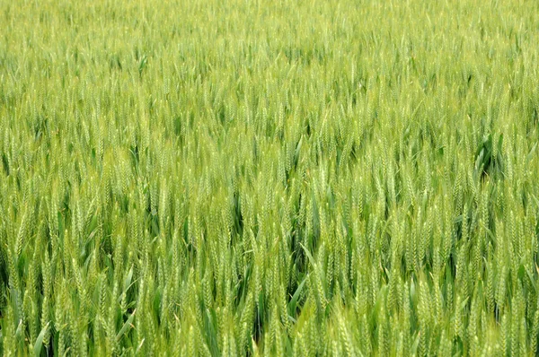 Pole pszenicy we Francji — Zdjęcie stockowe