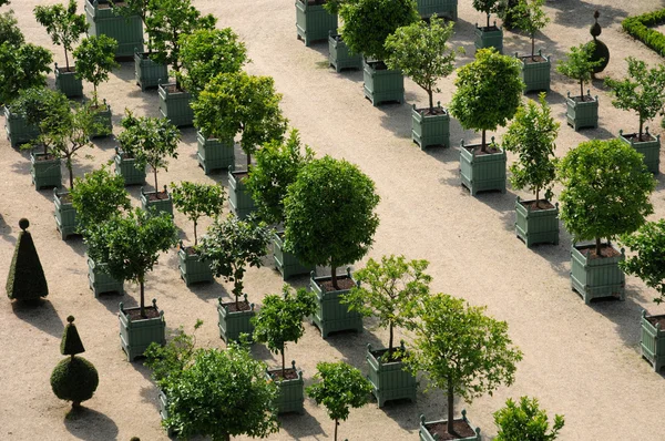 stock image France, garden of the Versailles palace Orangery