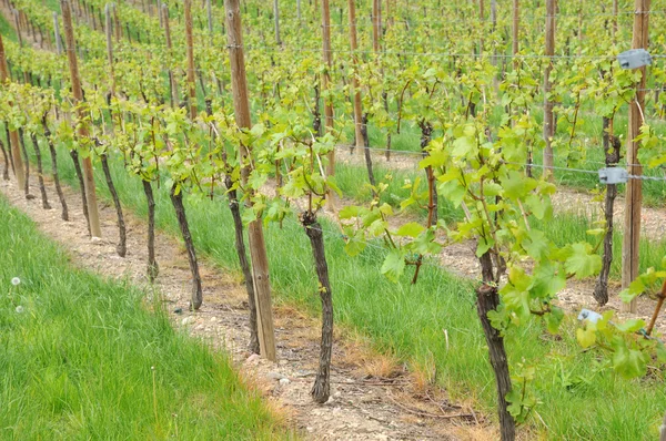 stock image Vineyards of Hunawihr in Alsace