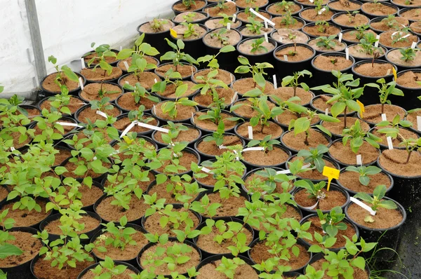 stock image A plant nursery in Brittany