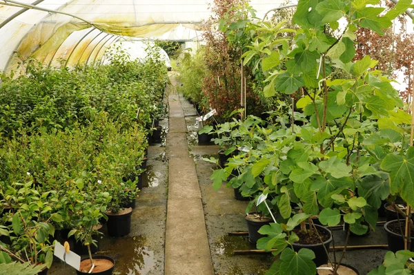 Stock image A plant nursery in Brittany