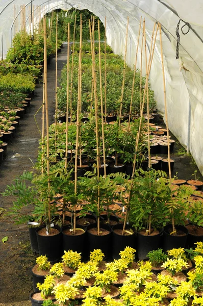 브리트니에서 식물 종묘장 — 스톡 사진
