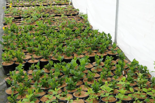 stock image A plant nursery in Brittany