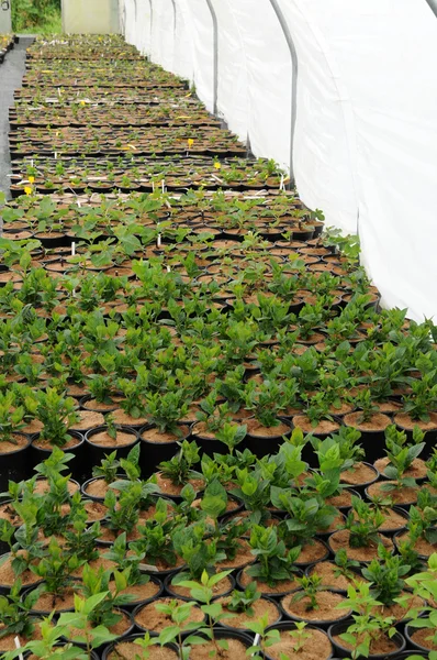 En växt plantskola i Bretagne — Stockfoto
