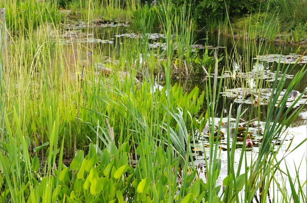 stock image Brittany, le Jardin Lepage in Pleumeur Bodou