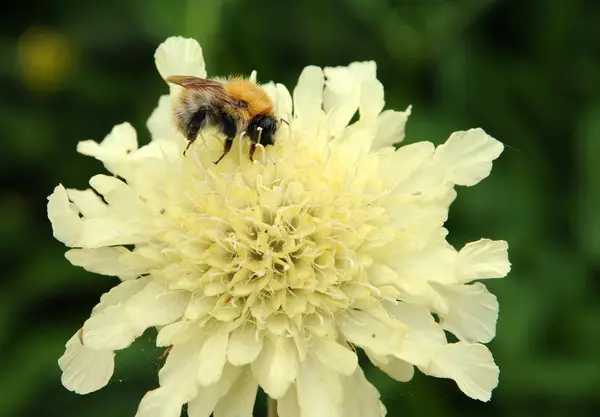 stock image France, an humble bee on a white flower