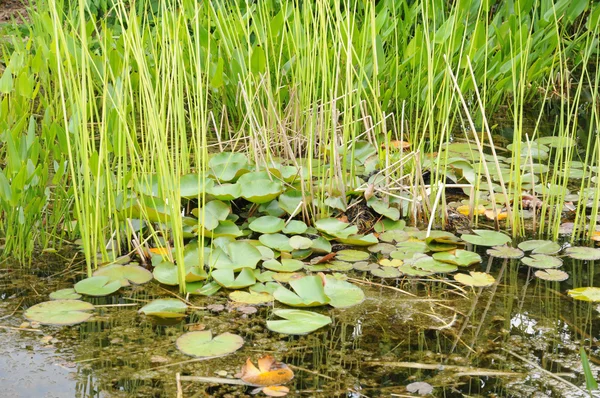 Stock image Brittany, le Jardin Lepage in Pleumeur Bodou