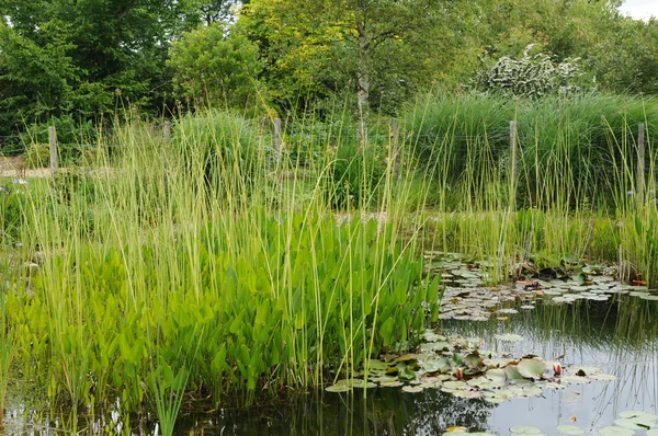 stock image Brittany, le Jardin Lepage in Pleumeur Bodou