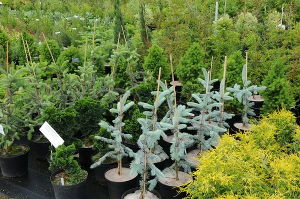 stock image A plant nursery in Brittany