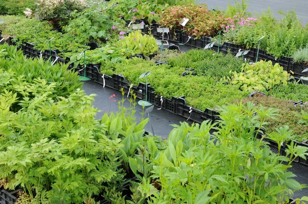 stock image A plant nursery in Brittany