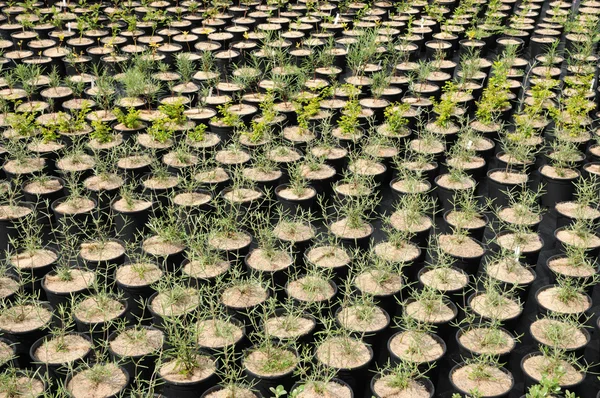 stock image A plant nursery in Brittany