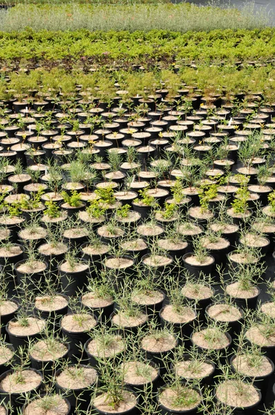 Een plant kwekerij in Bretagne — Stockfoto