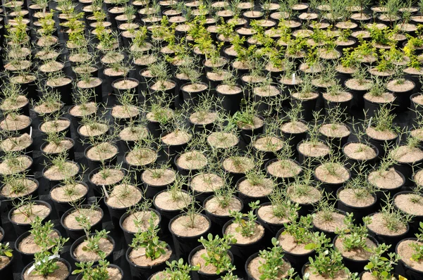 stock image A plant nursery in Brittany