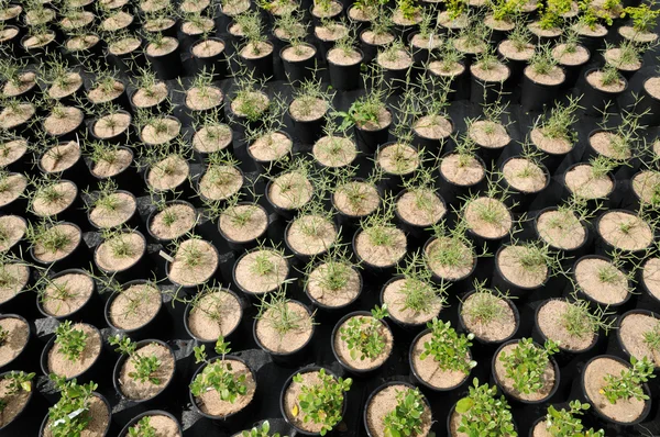 stock image A plant nursery in Brittany