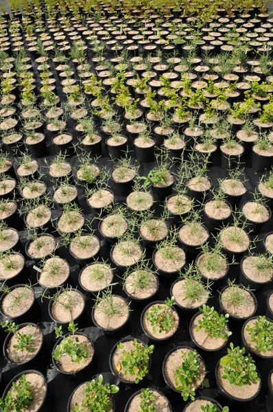 stock image A plant nursery in Brittany