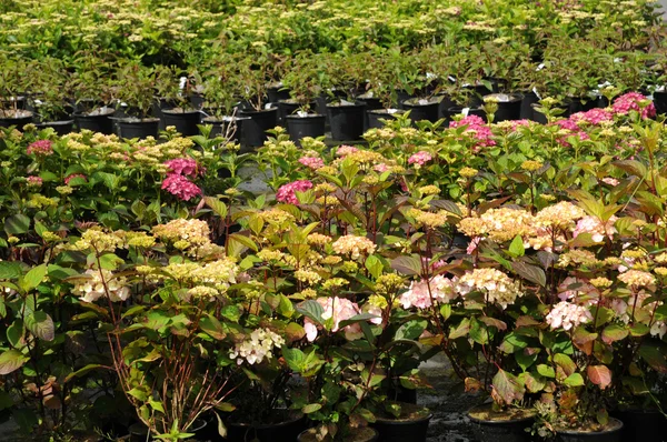 stock image A plant nursery in Brittany