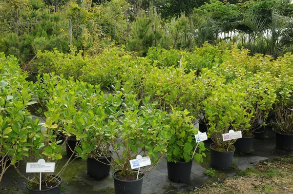 stock image A plant nursery in Brittany