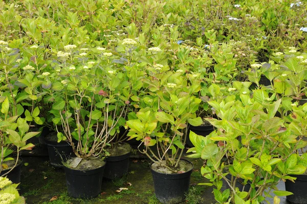 stock image A plant nursery in Brittany